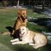 Bear and Levi